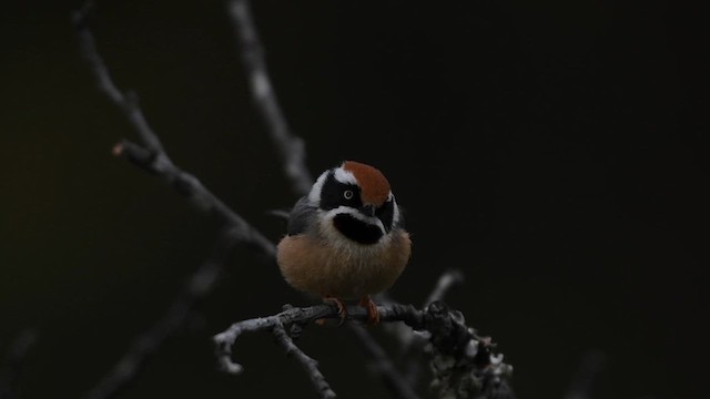 Black-throated Tit - ML617566749