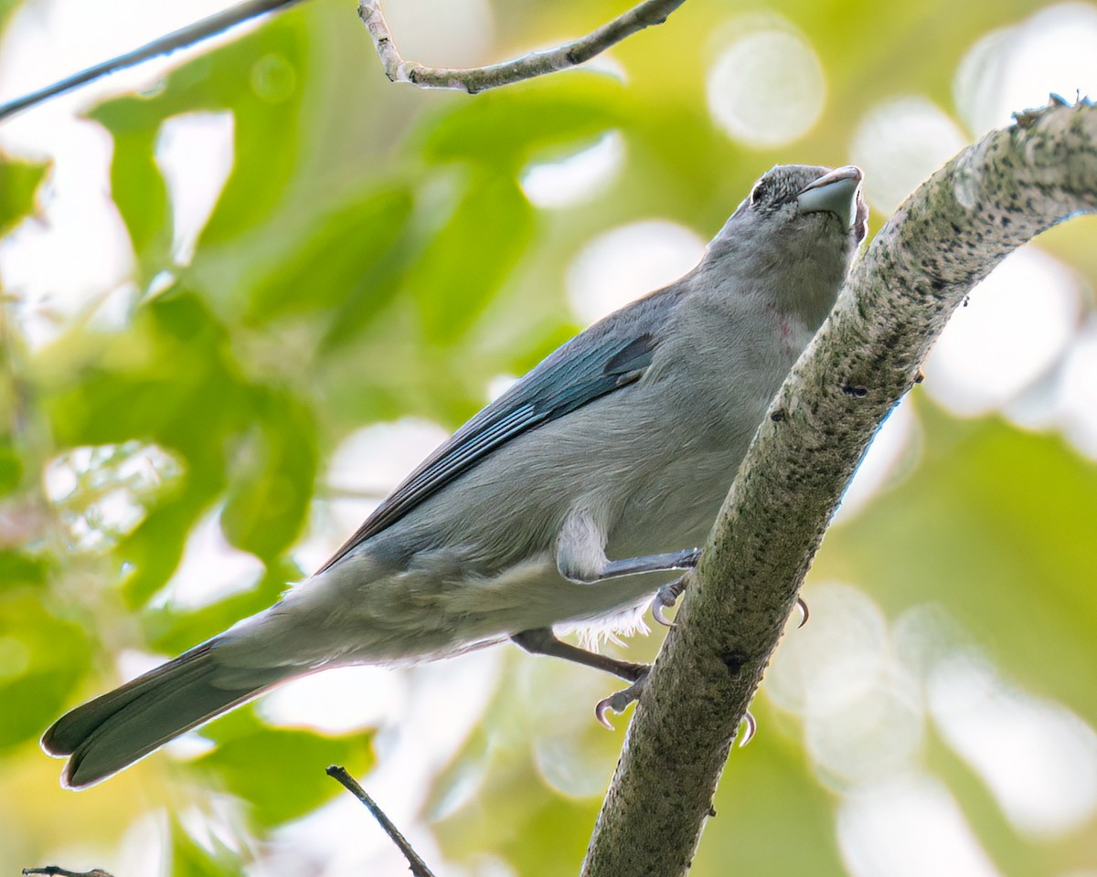 Sayaca Tanager - Victor Pássaro