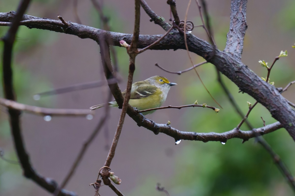 Ak Gözlü Vireo - ML617566842