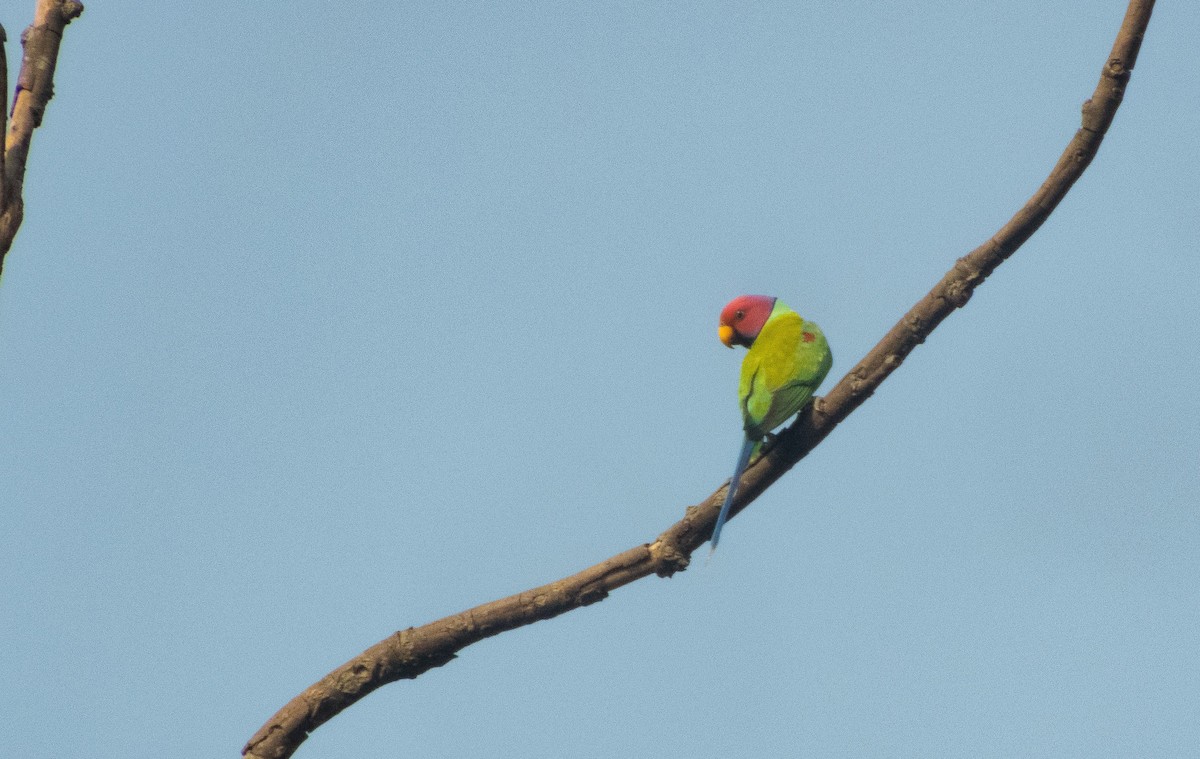 Plum-headed Parakeet - Indrajit Poirah
