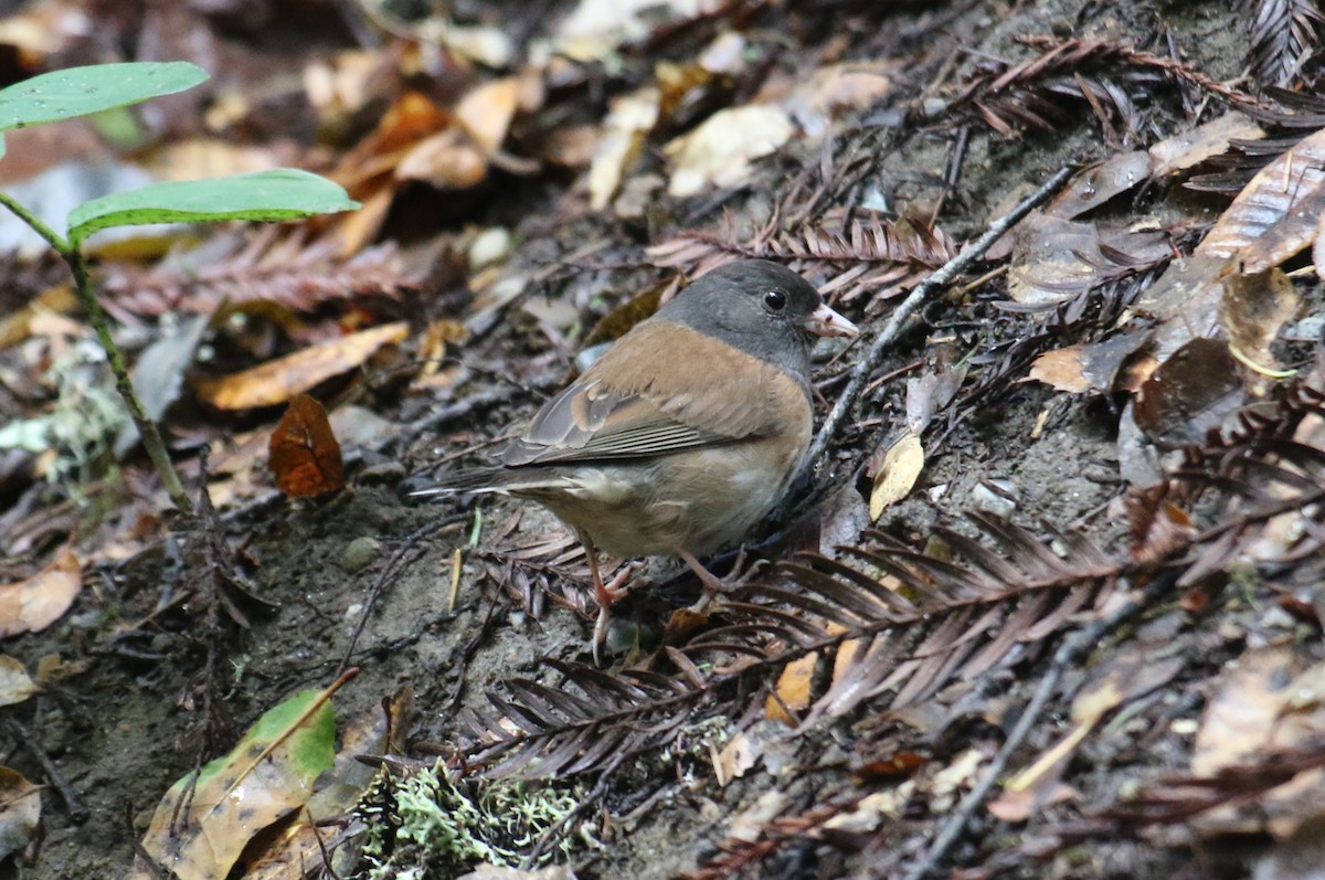 Dark-eyed Junco (Oregon) - ML617566864