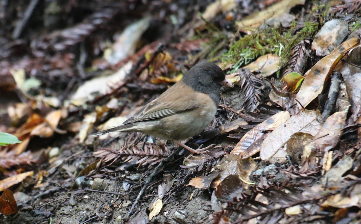 Dark-eyed Junco (Oregon) - ML617566866