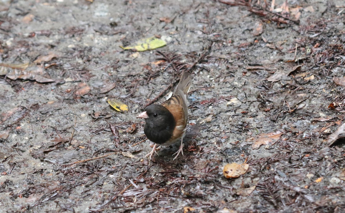 Dark-eyed Junco (Oregon) - ML617566867