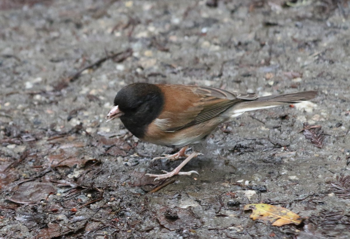Dark-eyed Junco (Oregon) - ML617566871