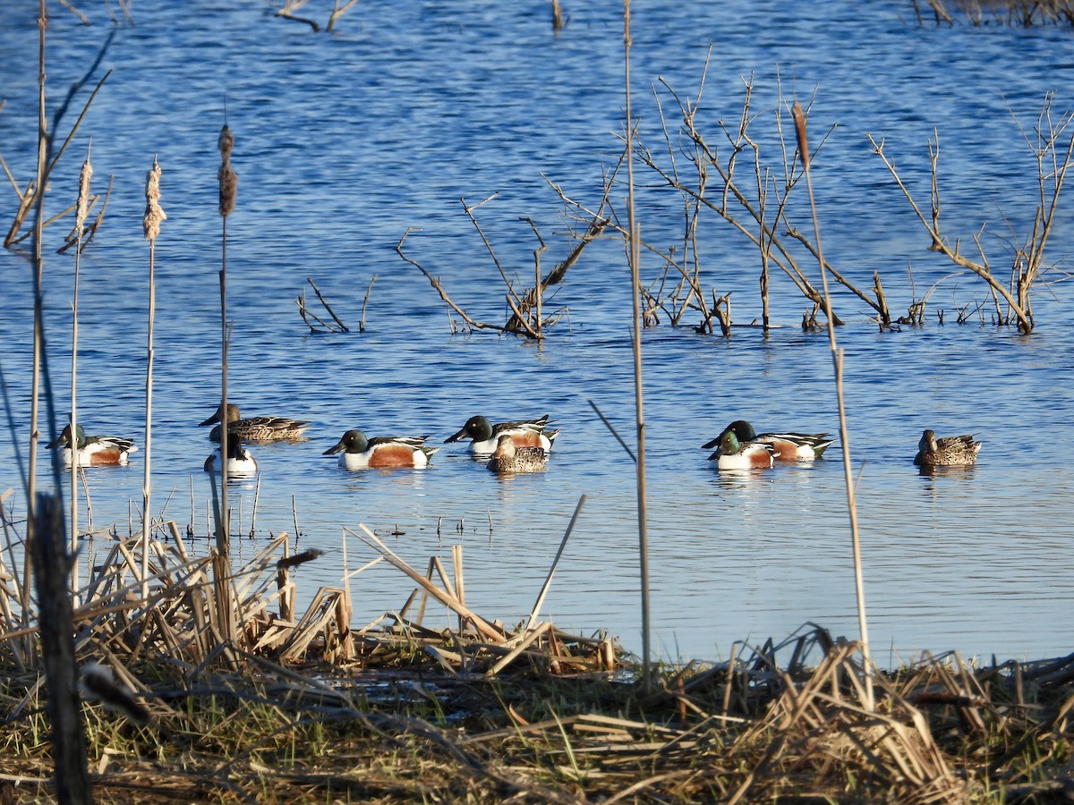 Northern Shoveler - Zach Timmins