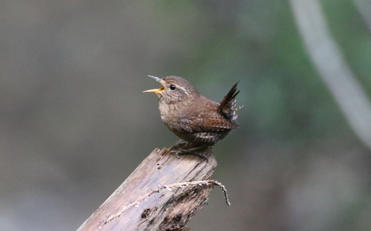Pacific Wren - ML617566876