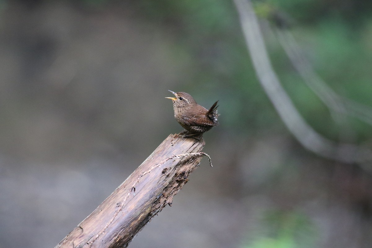 Pacific Wren - ML617566878