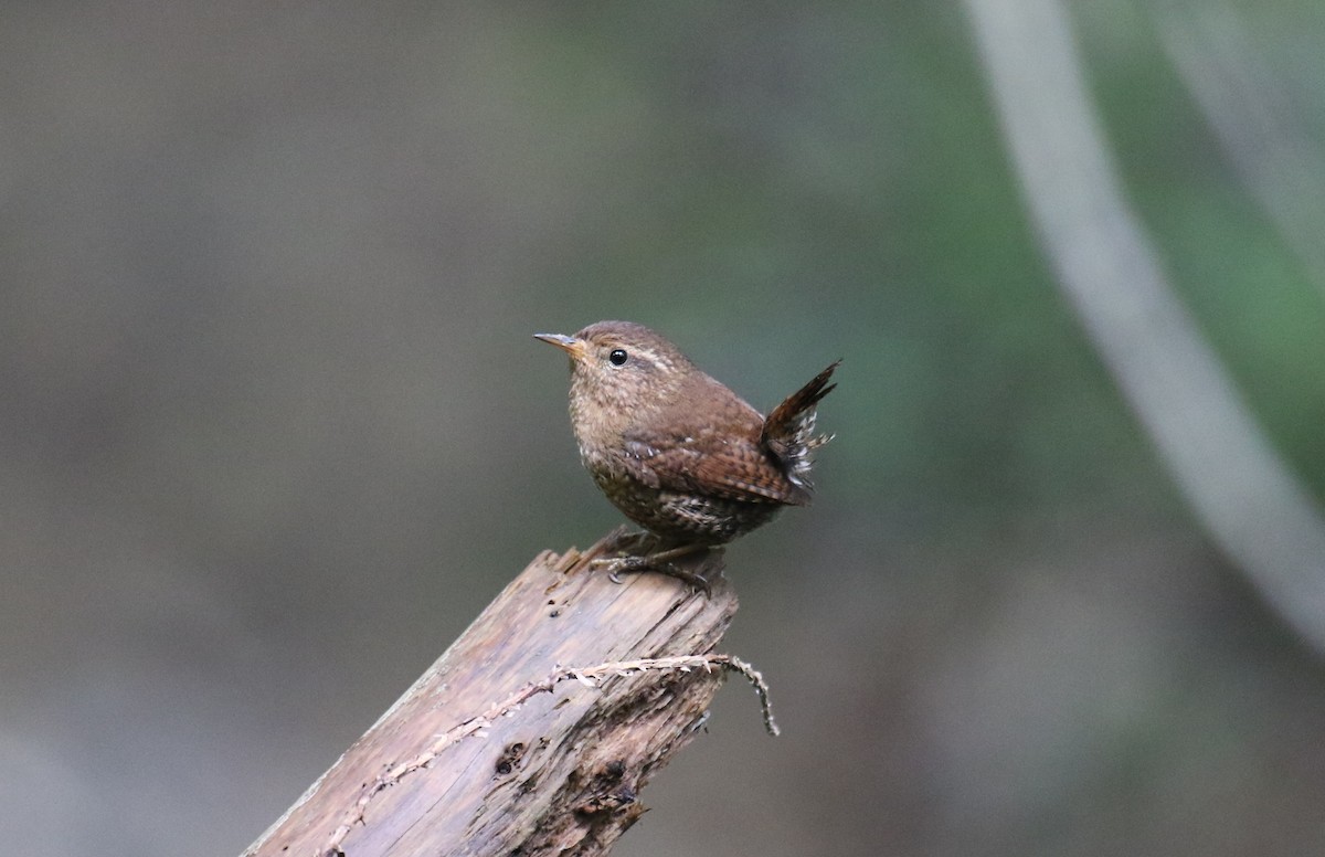 Pacific Wren - ML617566881