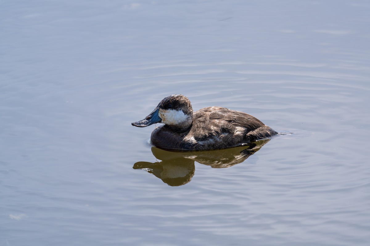 Ruddy Duck - ML617566883