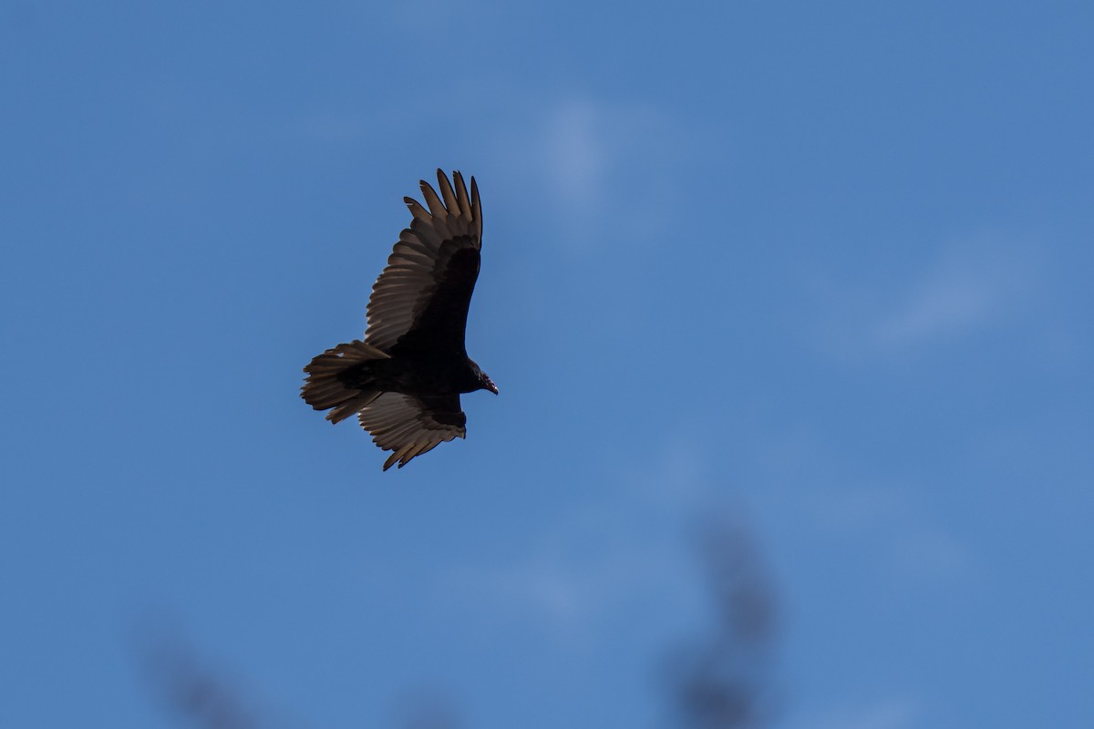 Turkey Vulture - Evan Grimes