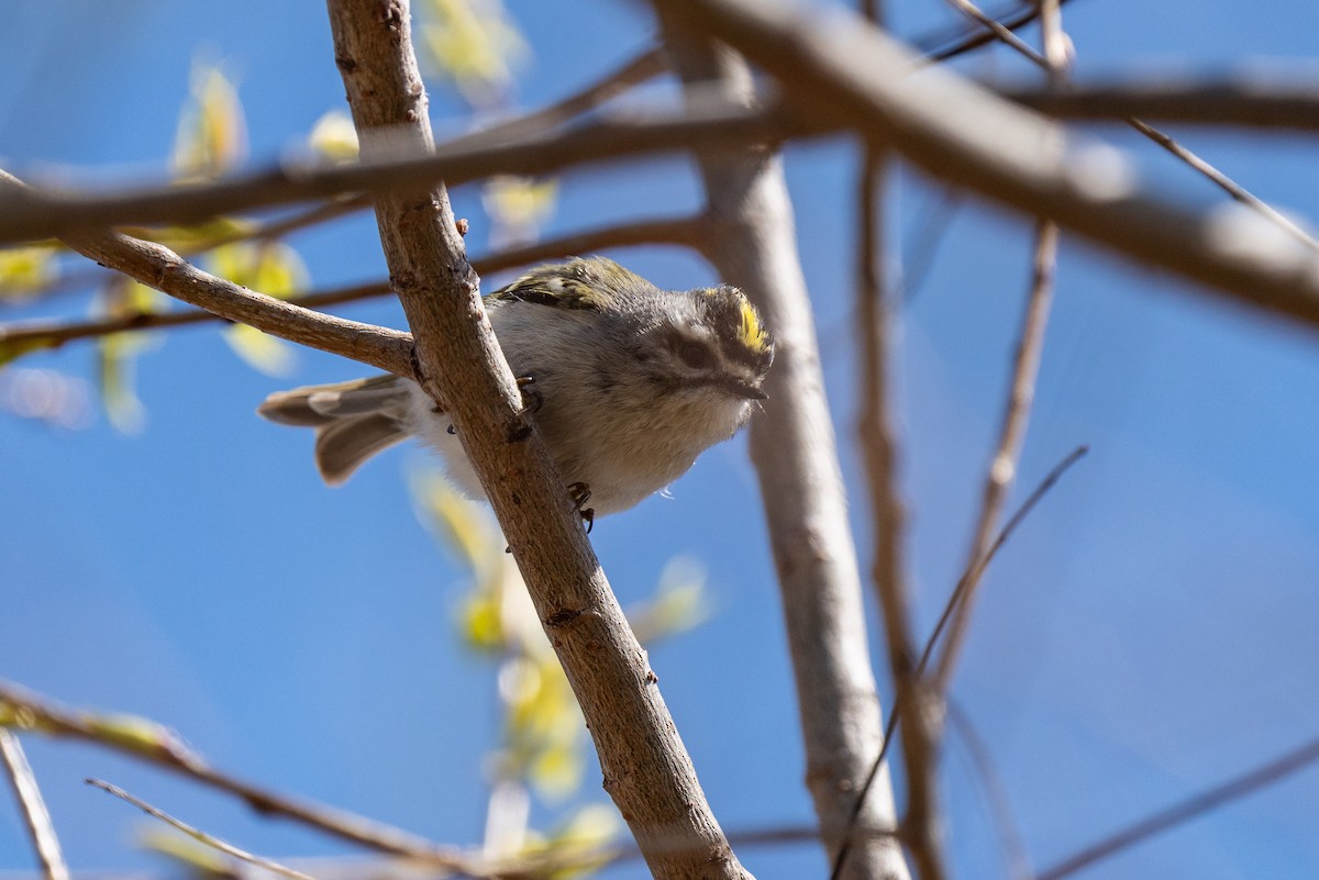 Golden-crowned Kinglet - Evan Grimes