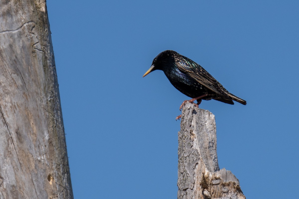 European Starling - Evan Grimes