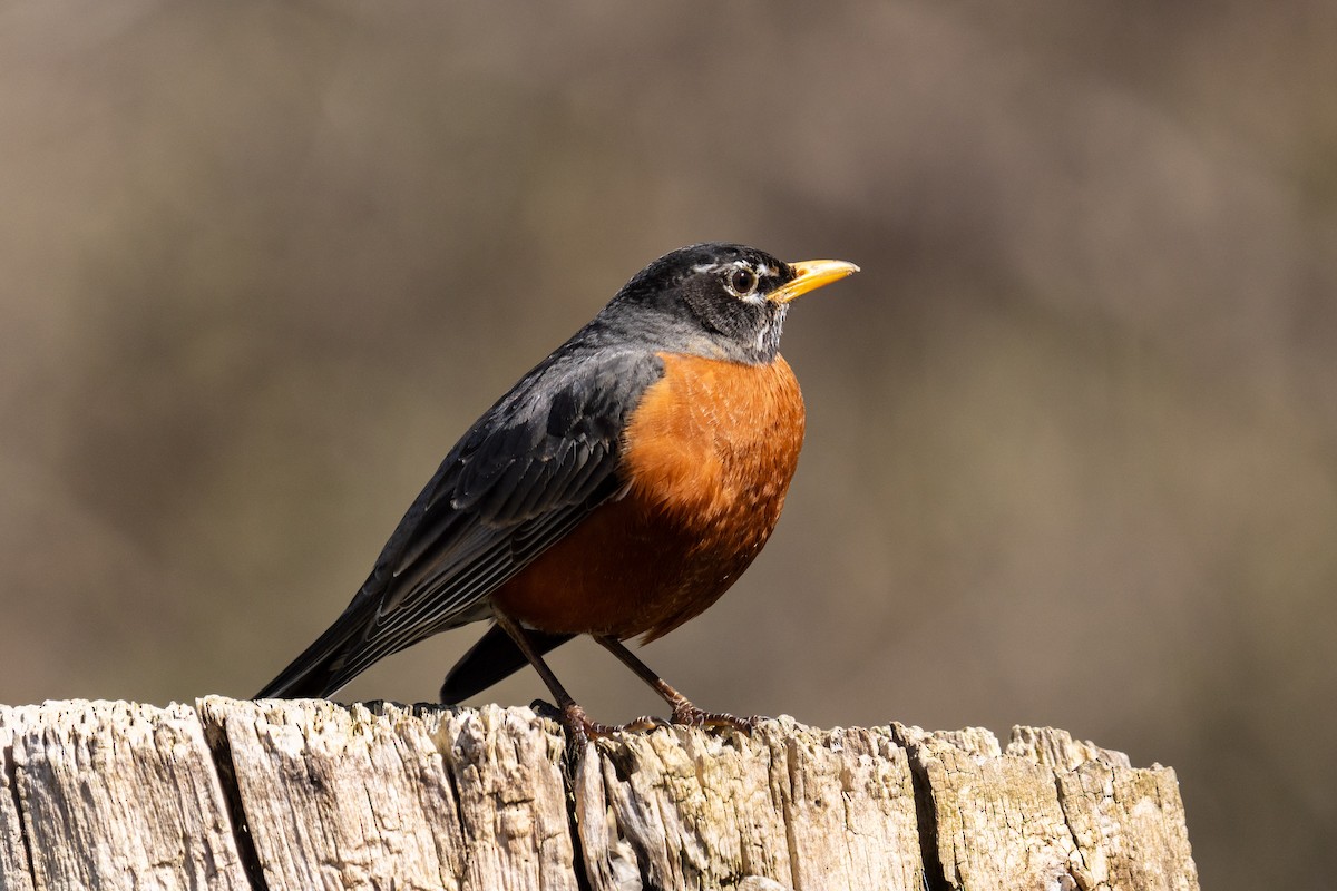 American Robin - Evan Grimes