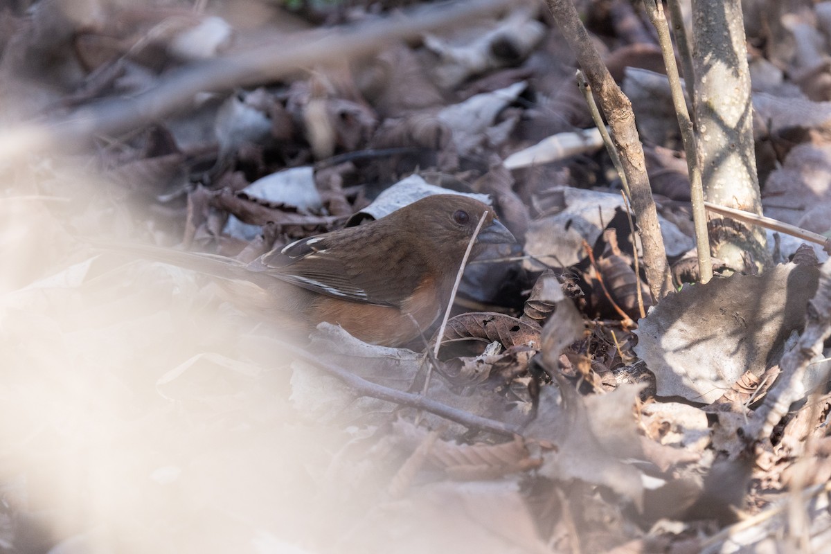 Eastern Towhee - Evan Grimes