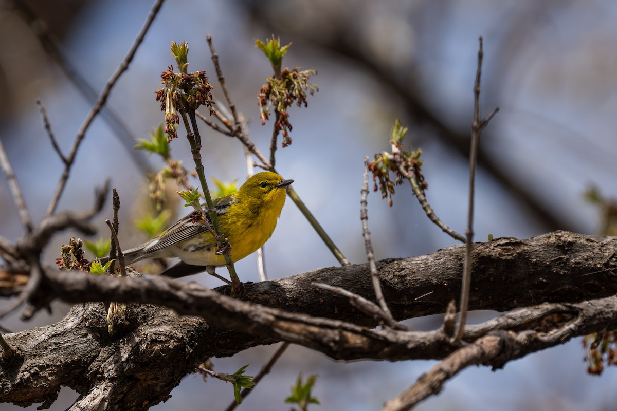 Pine Warbler - Evan Grimes