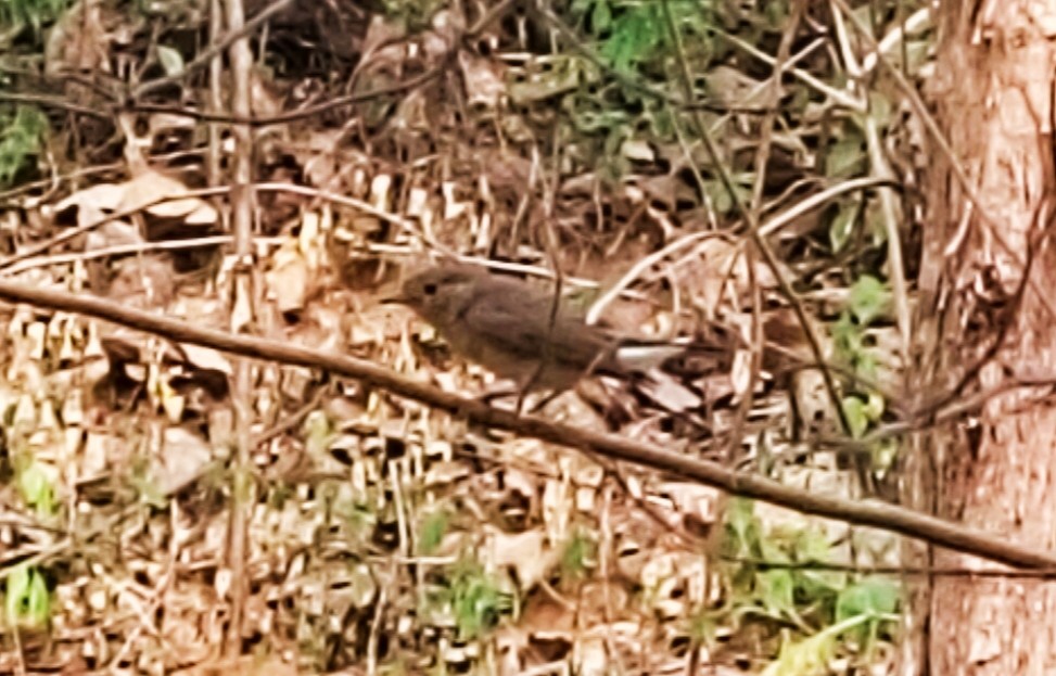 Red-breasted Flycatcher - ML617566998