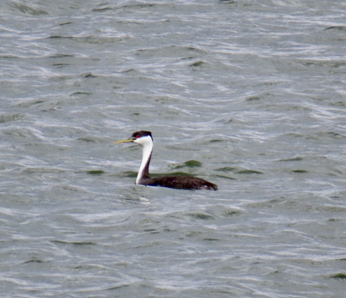 Western Grebe - ML617567026