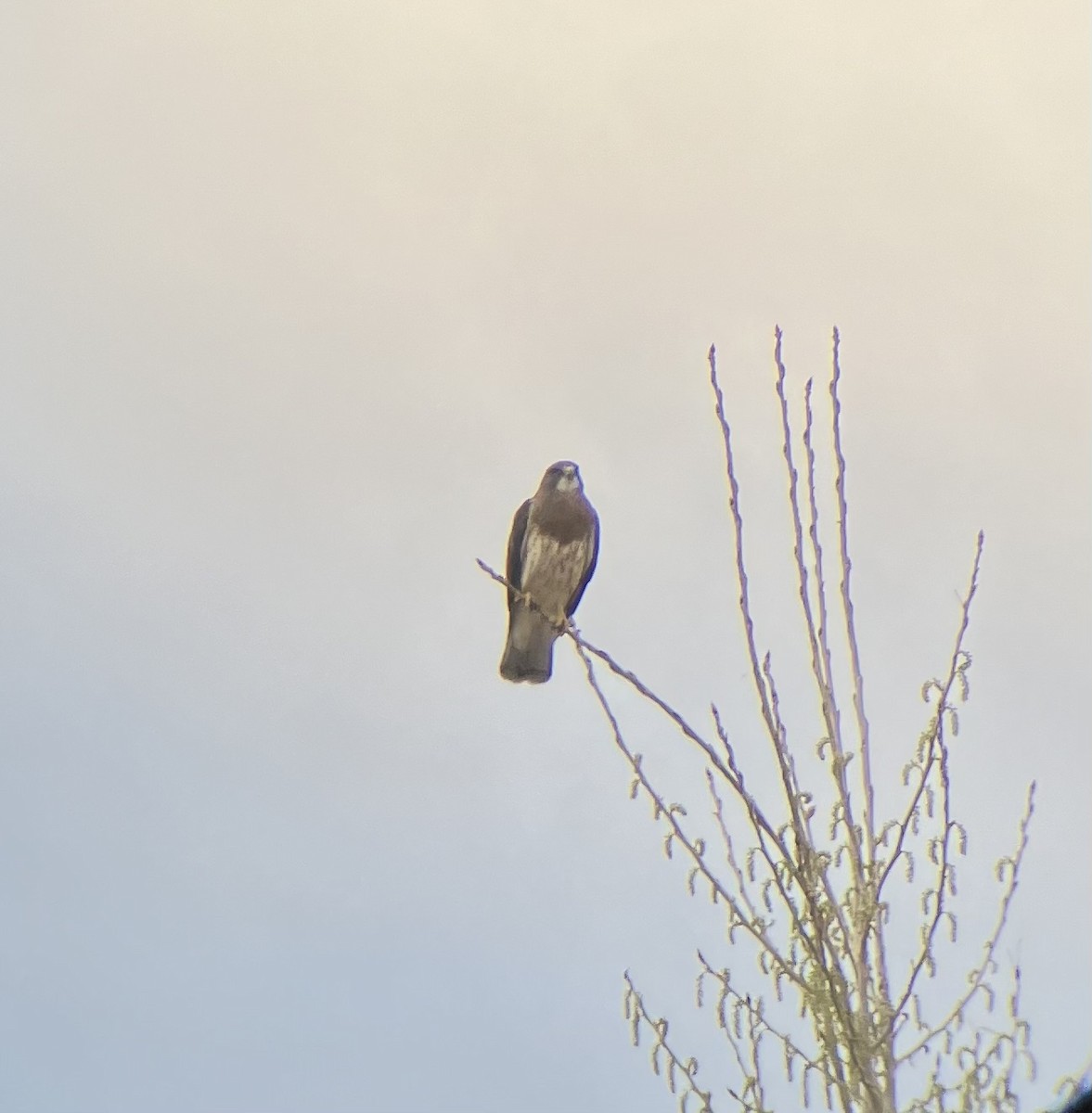 Swainson's Hawk - ML617567030