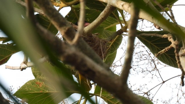 Black-hooded Oriole - ML617567039