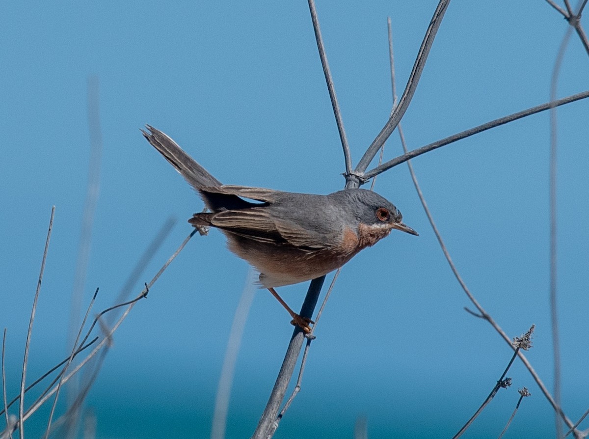 Western Subalpine Warbler - ML617567043