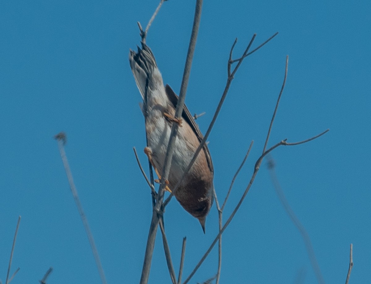 Western Subalpine Warbler - ML617567045