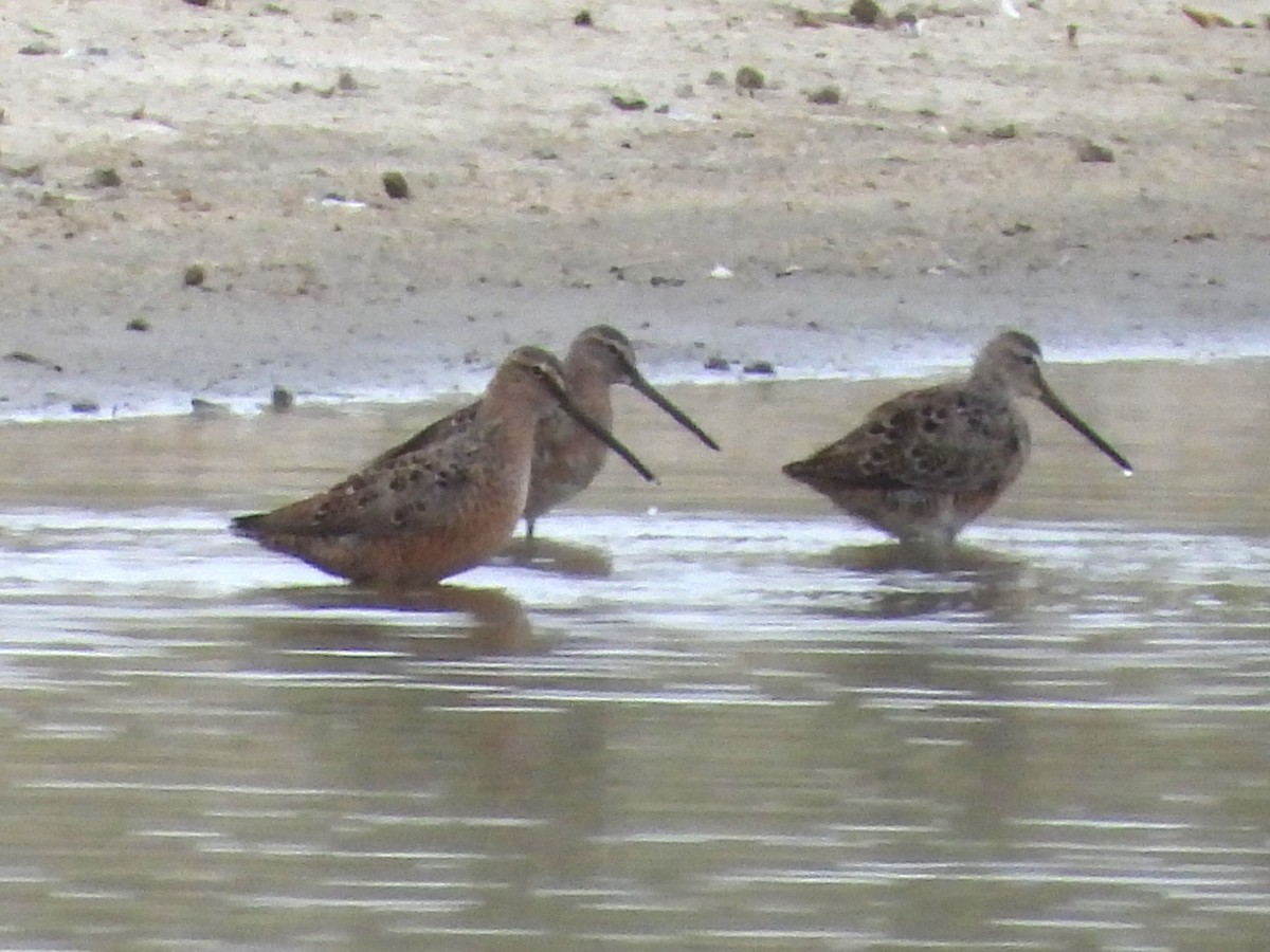 Long-billed Dowitcher - Alan Ketcham