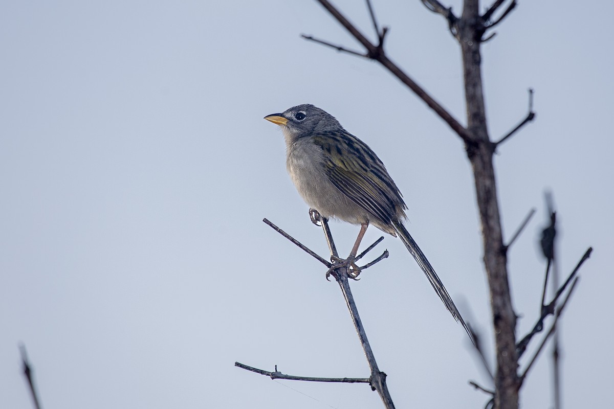 Wedge-tailed Grass-Finch - ML617567097