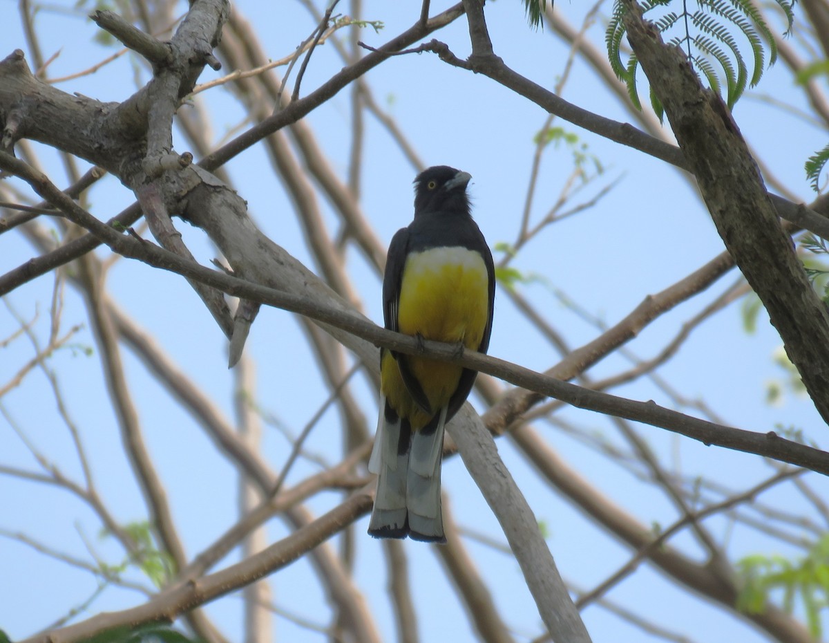 Citreoline Trogon - Michel Turcot