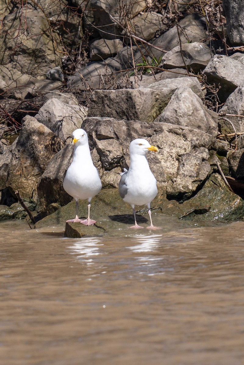 Gaviota Argéntea - ML617567129