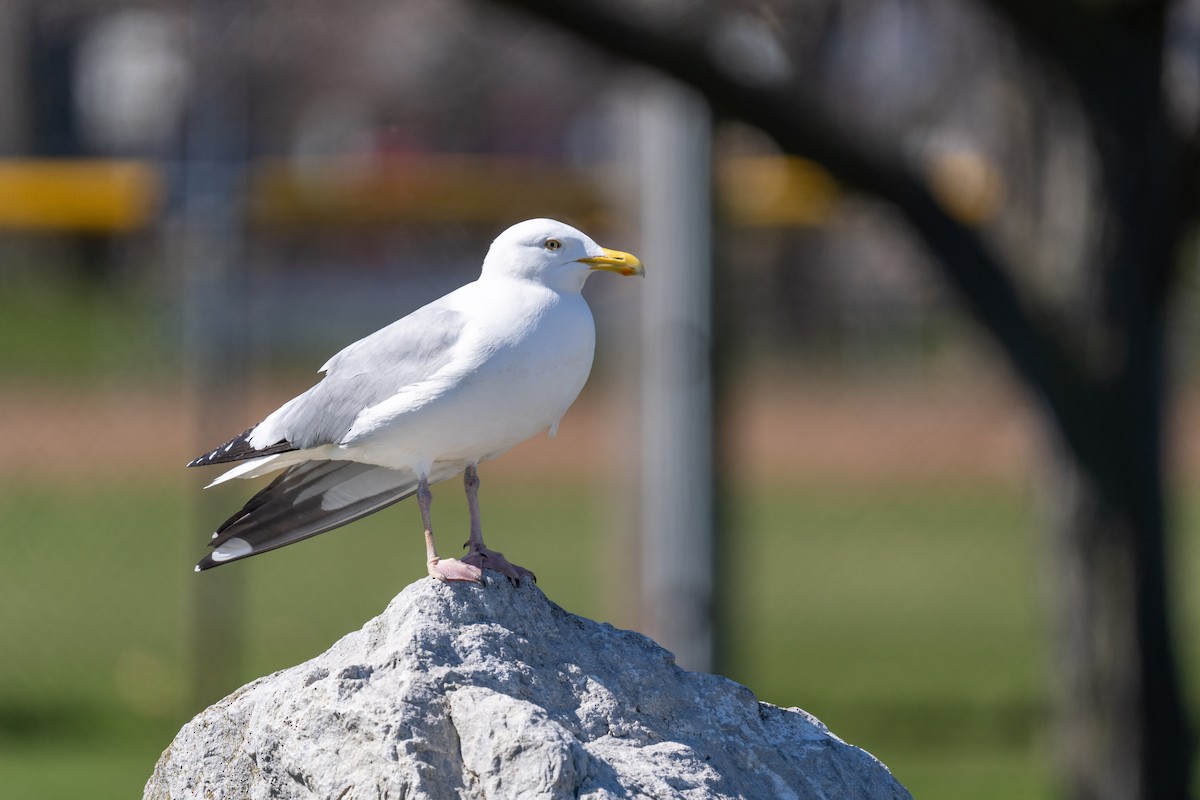 Gaviota Argéntea - ML617567130