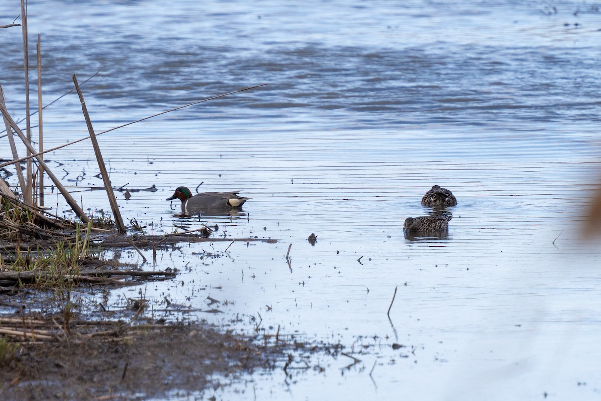 Green-winged Teal - ML617567148