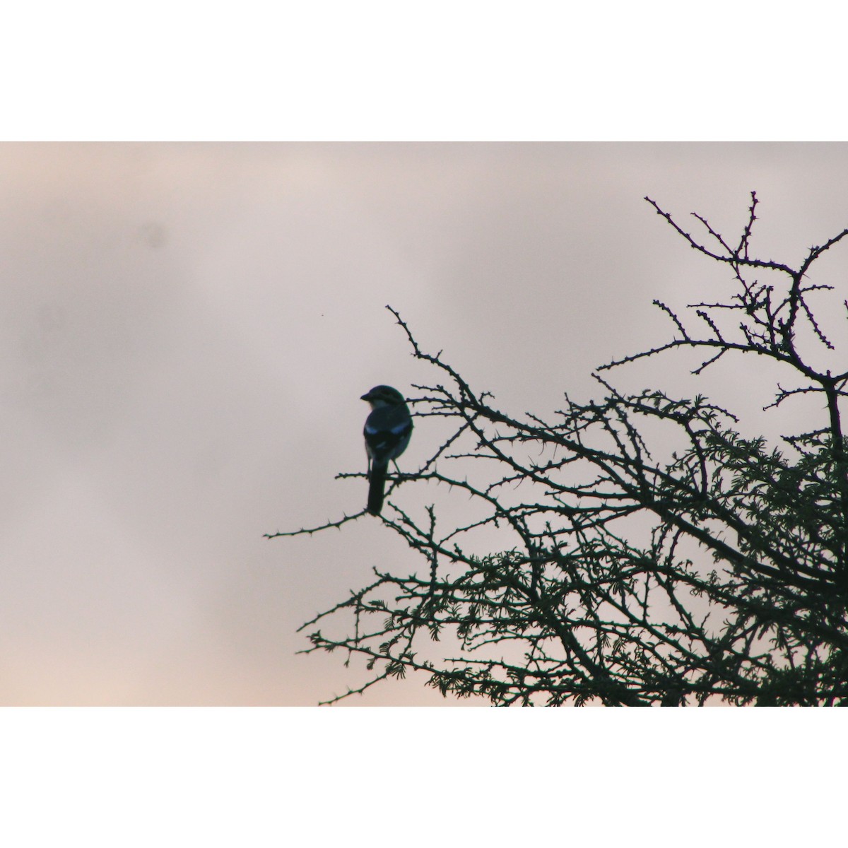 Loggerhead Shrike - Sarahí Maskafé