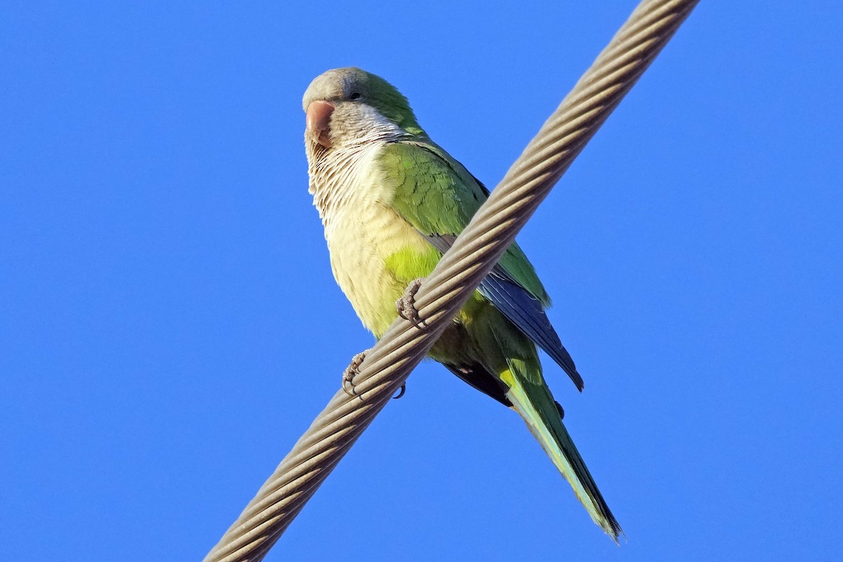 Monk Parakeet - ML617567215