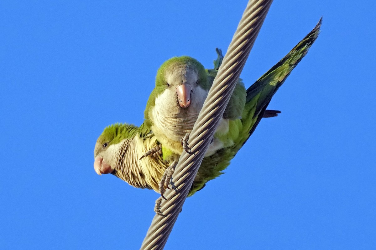 Monk Parakeet - ML617567217