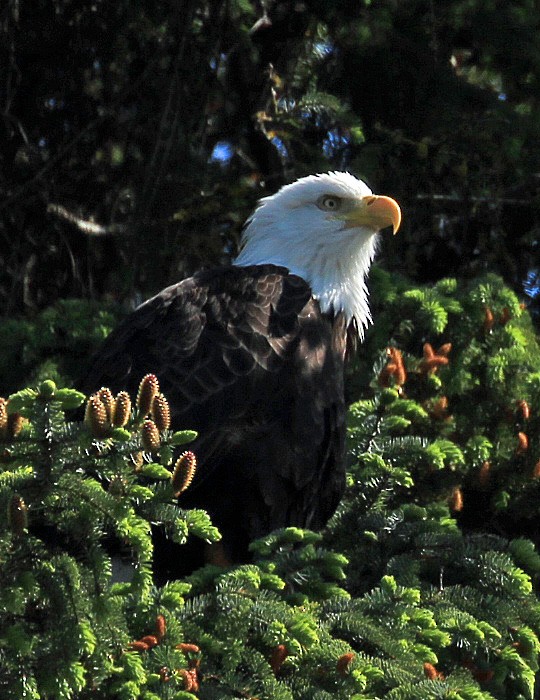 Bald Eagle - ML617567259