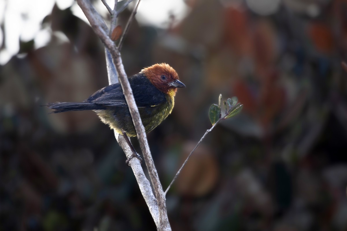 Tepui Brushfinch - ML617567267