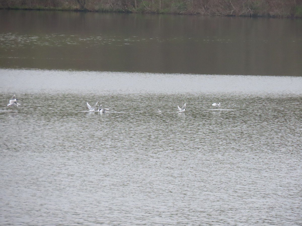 Bonaparte's Gull - Rick Robinson