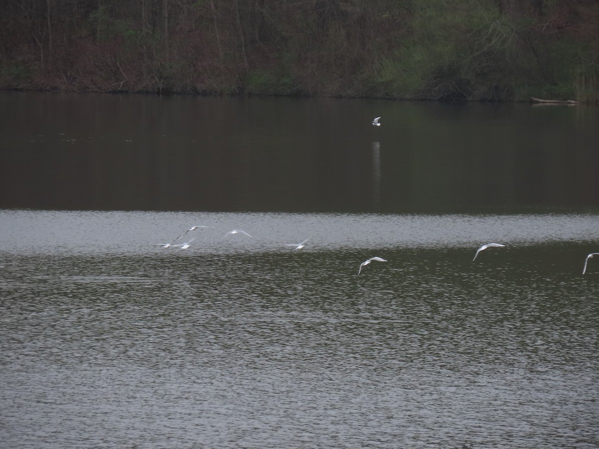 Bonaparte's Gull - Rick Robinson