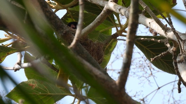 Black-hooded Oriole - ML617567286