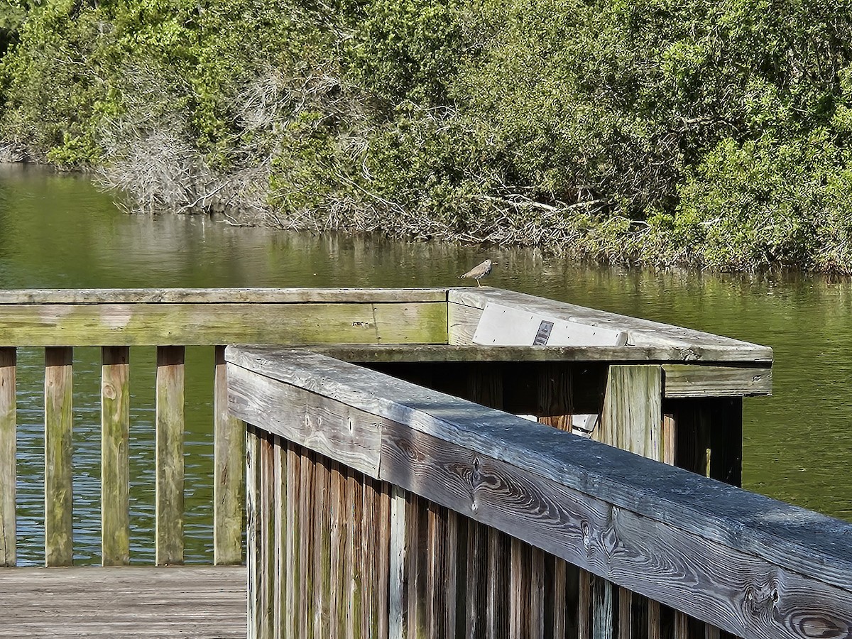 Spotted Sandpiper - ML617567297