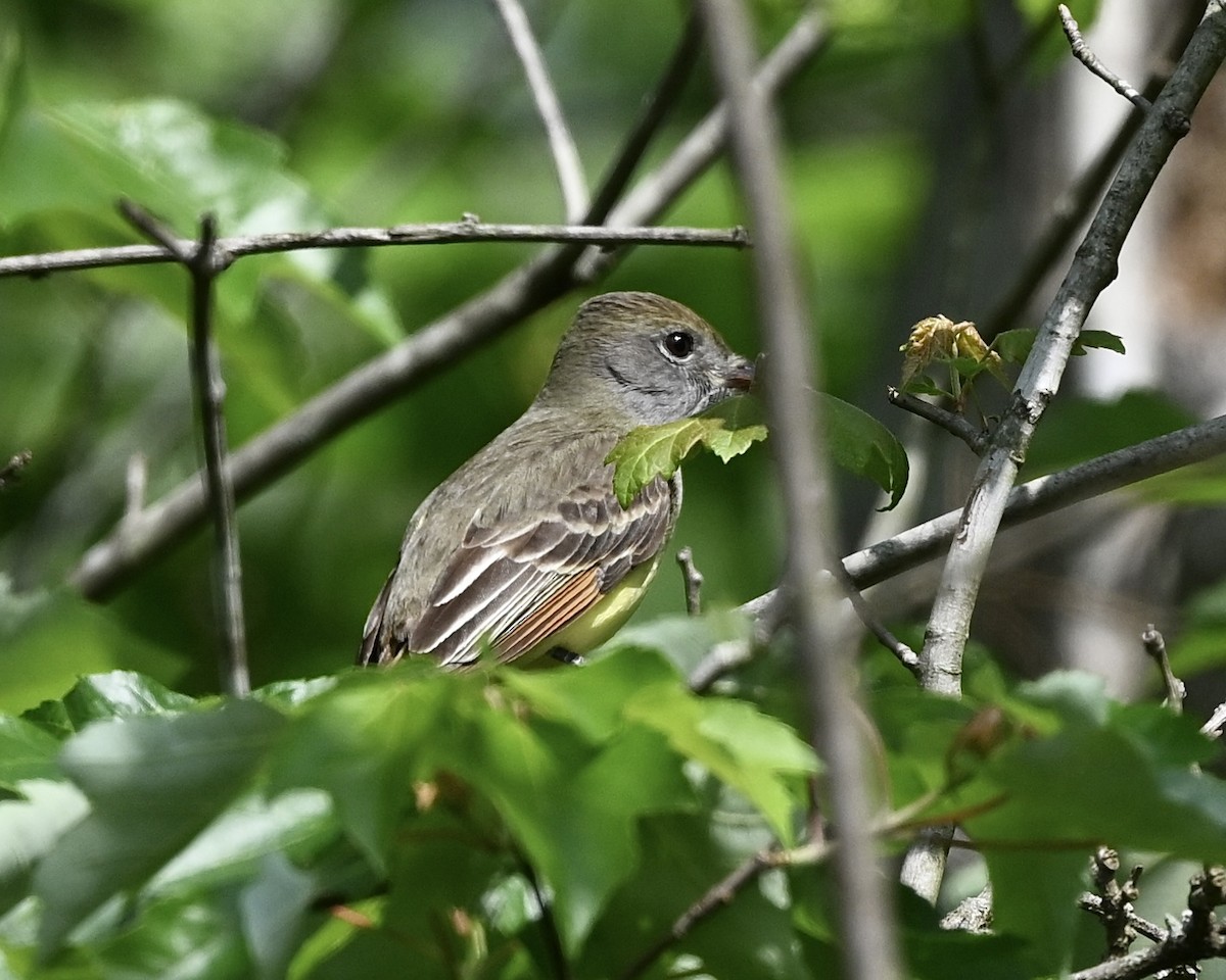 Great Crested Flycatcher - ML617567303