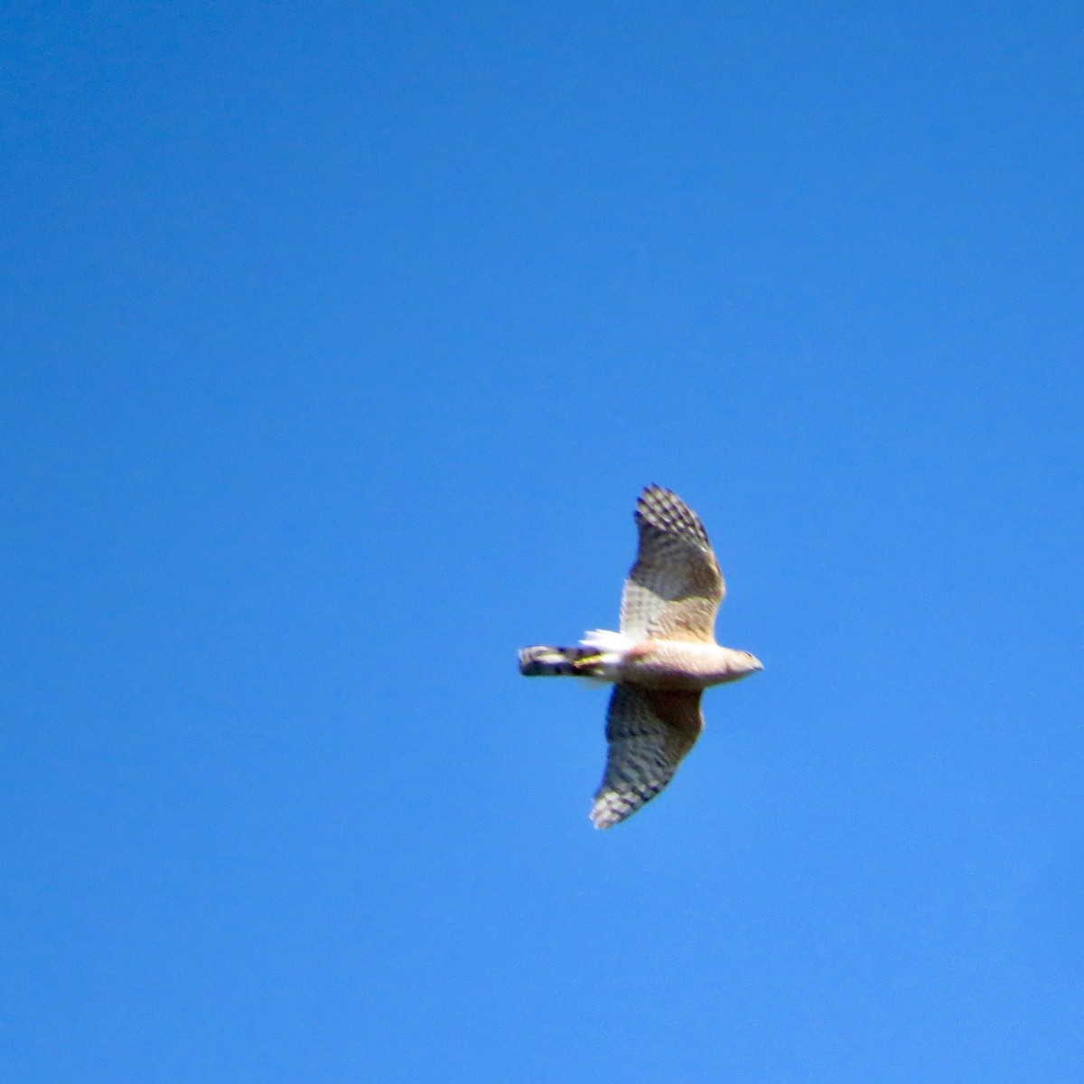 Cooper's Hawk - ML617567311