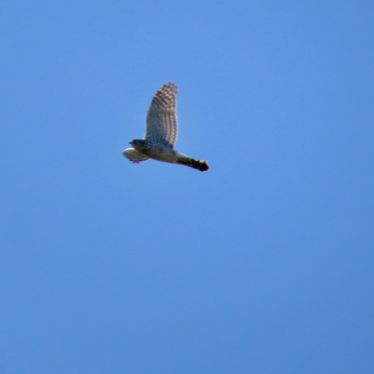 Cooper's Hawk - ML617567320