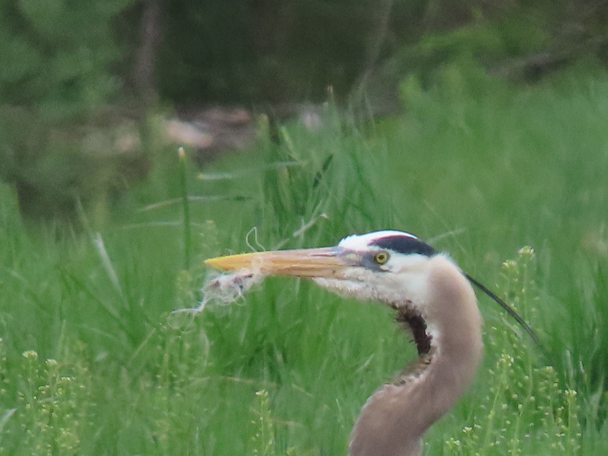 Great Blue Heron - Rick Robinson