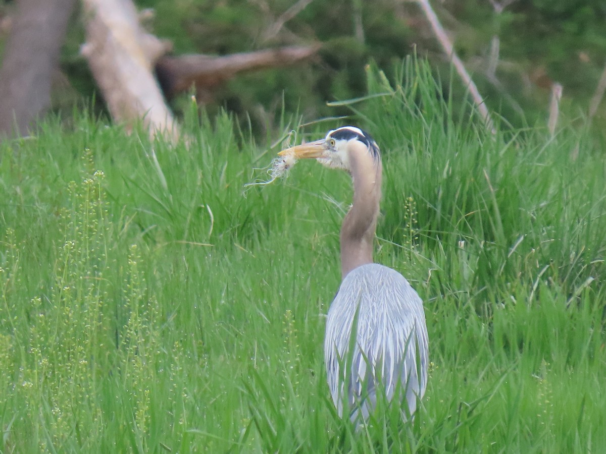 Great Blue Heron - Rick Robinson