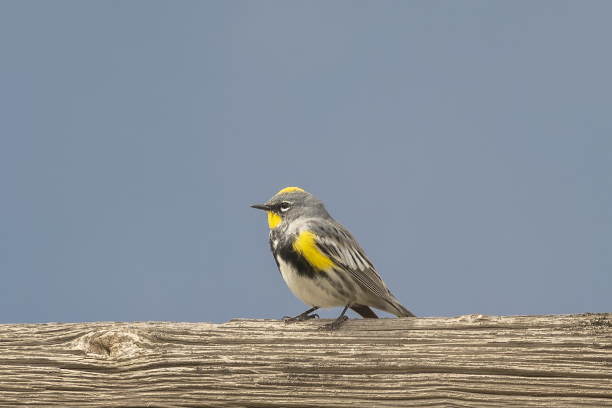 Yellow-rumped Warbler - Ed Kingma