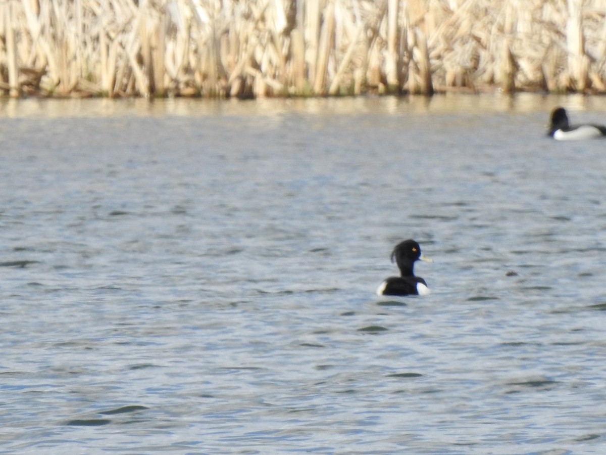 Tufted Duck - ML617567354