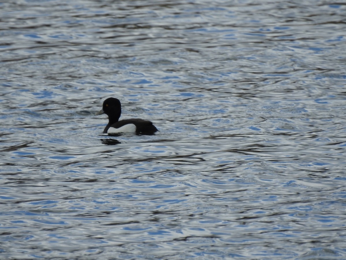 Tufted Duck - ML617567355