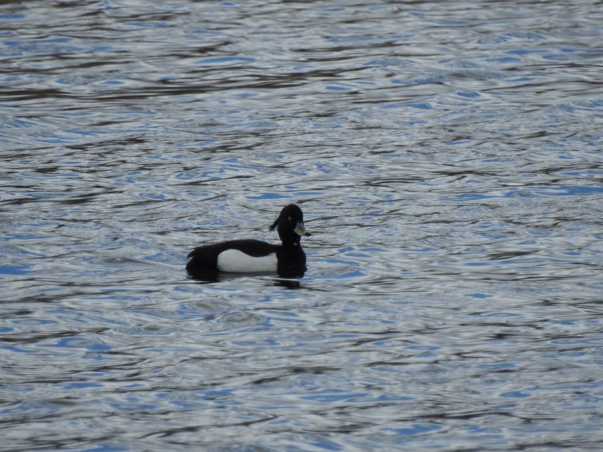 Tufted Duck - ML617567356