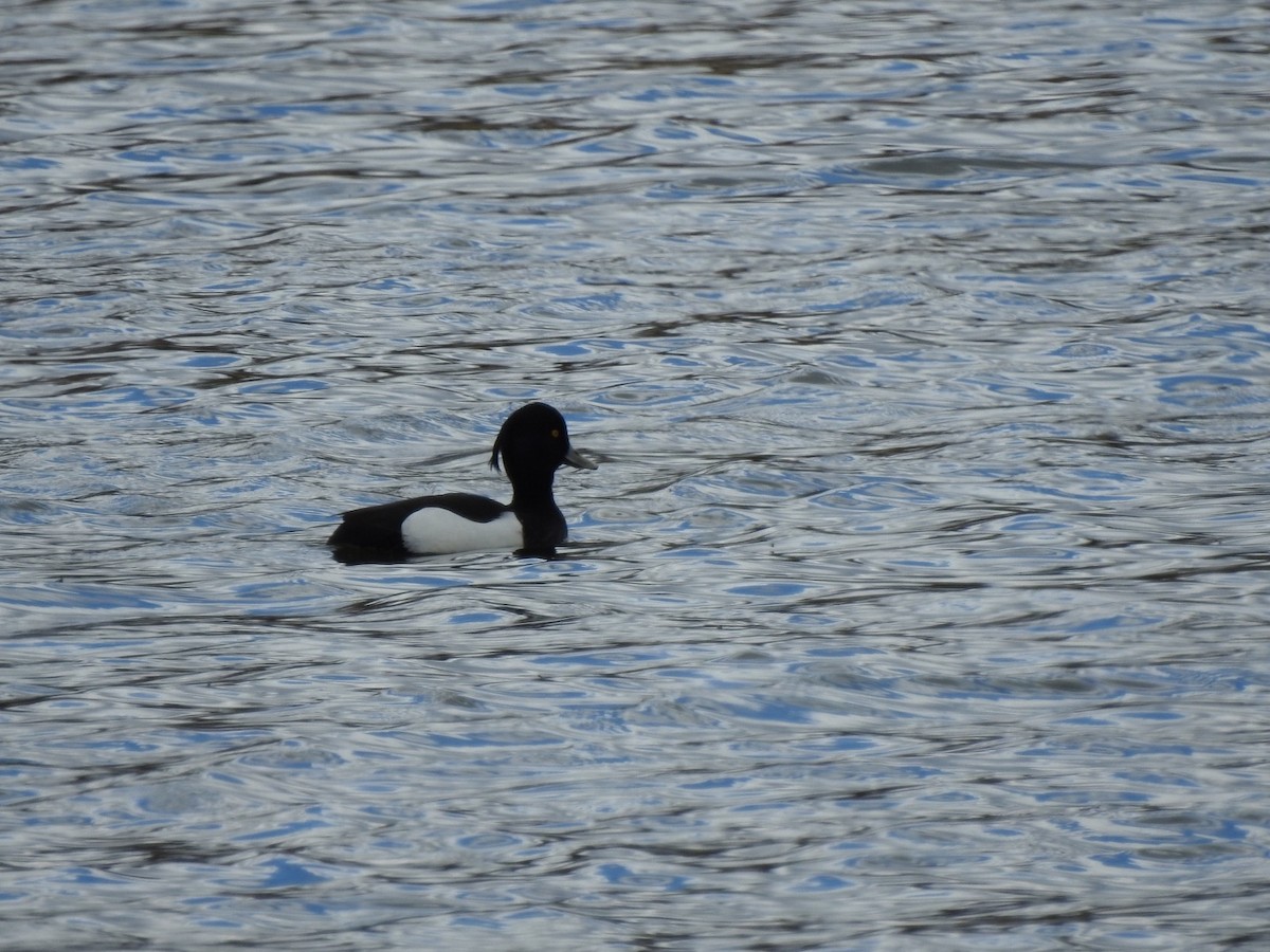 Tufted Duck - ML617567357